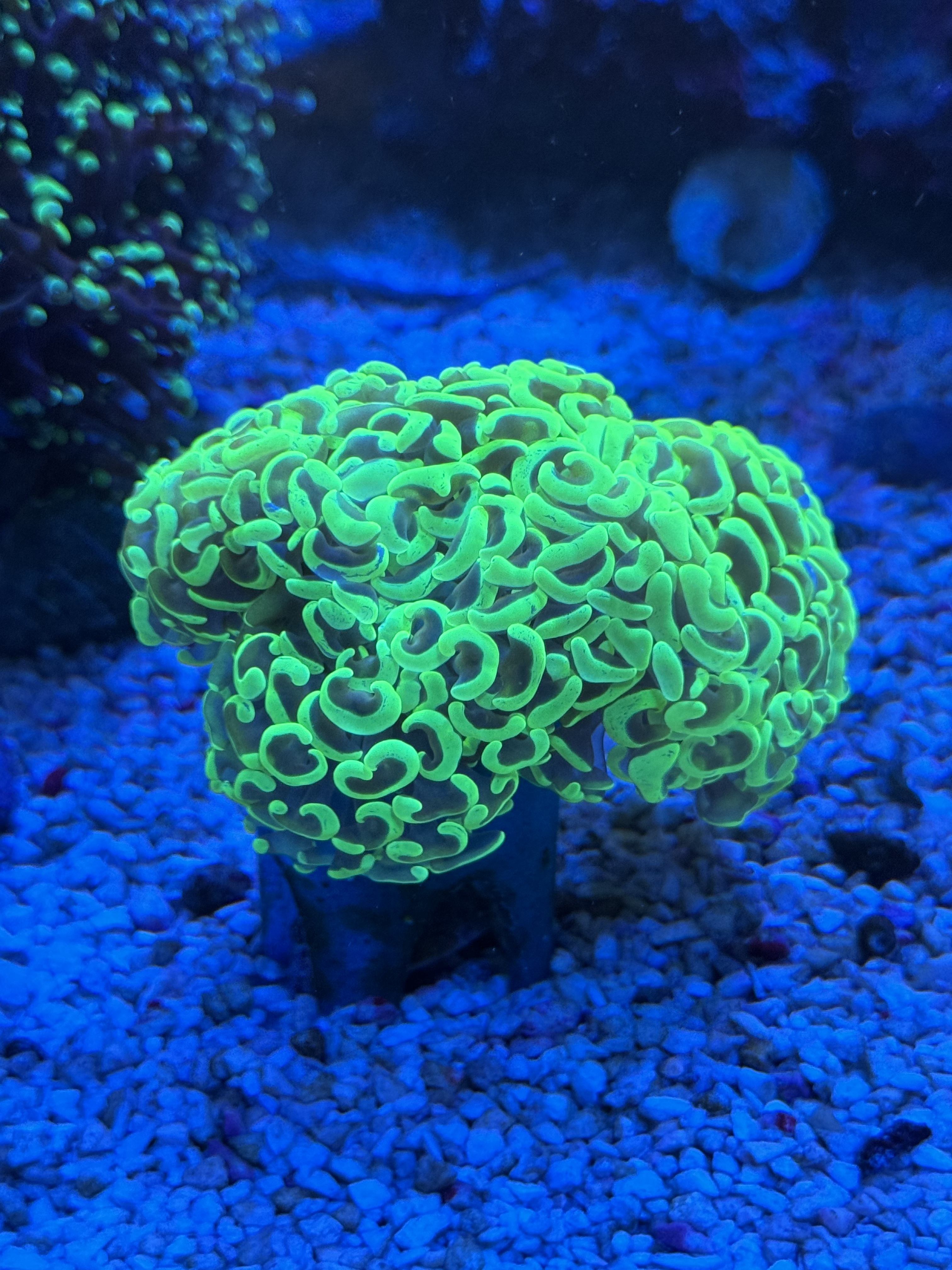 Euphyllia Ancora / Fimbriaphyllia Ancora